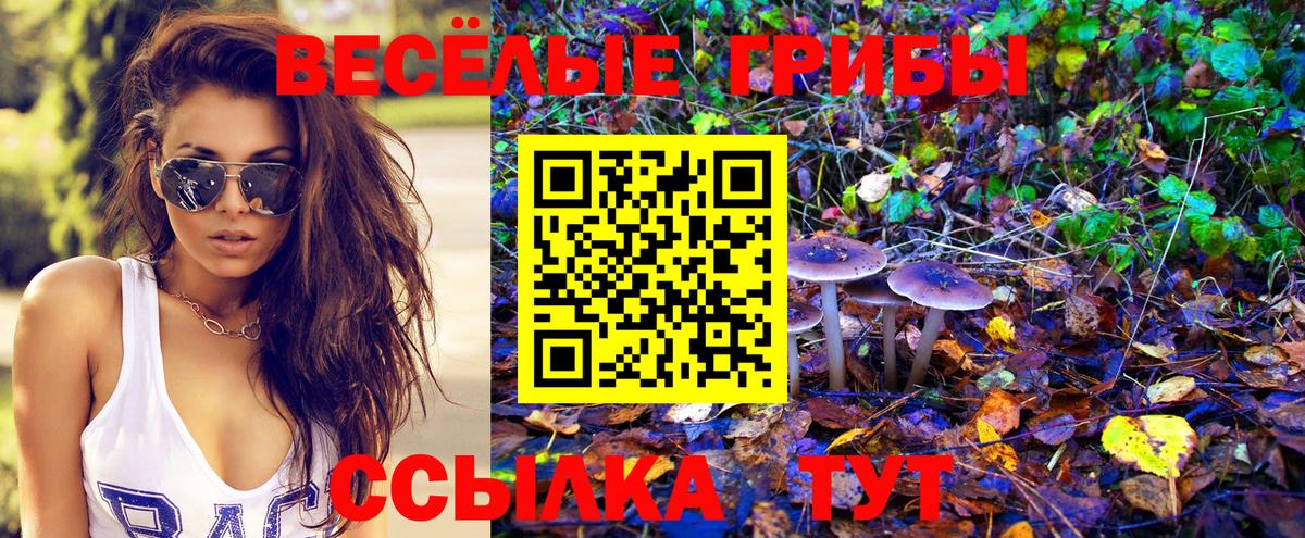 Псилоцибиновые грибы Psilocybe Санкт-Петербург